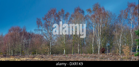 Mature Silver Birch trees at the edge of common heath land in Sherwood forest. Stock Photo