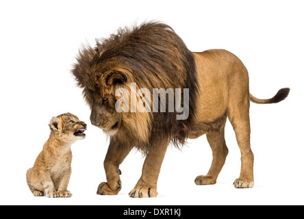Lion standing and looking a lion cub against white background