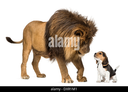 Lion standing and looking at a beagle puppy against white background Stock Photo