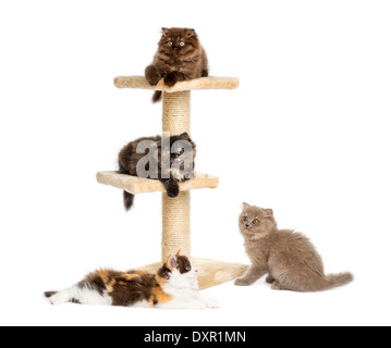 Kittens playing on a cat tree against white background Stock Photo