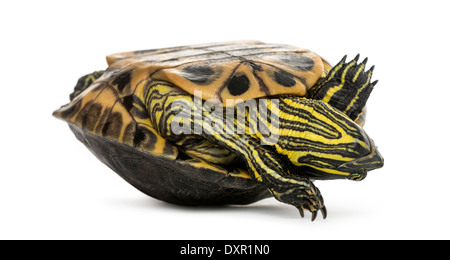 Pond slider, Trachemys scripta, on its back in front of white background