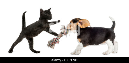 Black kitten and Beagle puppy playing with a toy in front of white background Stock Photo