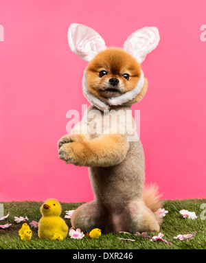 Groomed Pomeranian dog standing in grass on hind legs and wearing a rabbit ears headband in front of a pink background Stock Photo