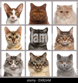 Nine cat heads looking at the camera against white background Stock Photo