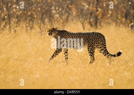 Cheetah in yellow grass Stock Photo