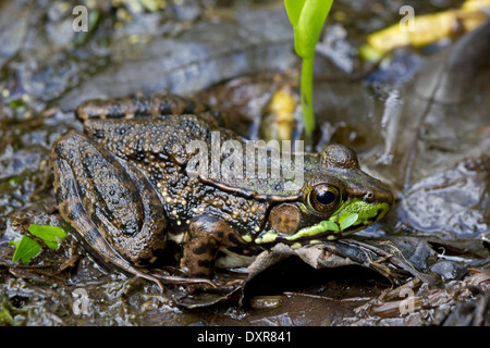 Northern green frog, (Rana clamitans melanota), in pond, New Hampshire Stock Photo