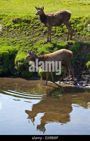 Deer in London's Richmond Park. Stock Photo