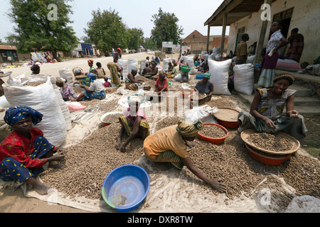 Women sorting harvested peanuts in a farmer, Rutshuru,North Kivu,Congo ,DRC , Democratic Republic of Congo, Africa Stock Photo