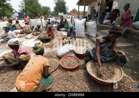 Women sorting harvested peanuts in a farmer, Rutshuru,North Kivu,Congo ,DRC , Democratic Republic of Congo, Africa Stock Photo