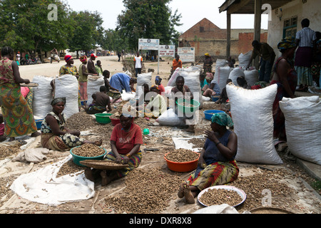 Women sorting harvested peanuts in a farmer, Rutshuru,North Kivu,Congo ,DRC , Democratic Republic of Congo, Africa Stock Photo