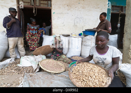 Women sorting harvested peanuts in a farmer, Rutshuru,North Kivu,Congo ,DRC , Democratic Republic of Congo, Africa Stock Photo
