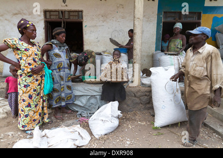 Women sorting harvested peanuts in a farmer, Rutshuru,North Kivu,Congo ,DRC , Democratic Republic of Congo, Africa Stock Photo