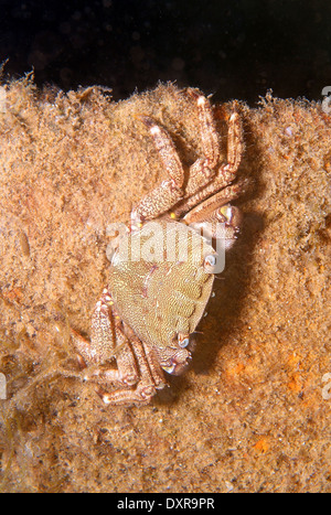 marbled rock crab or marbled crab (Pachygrapsus marmoratus) Black Sea, Crimea, Russia  Stock Photo