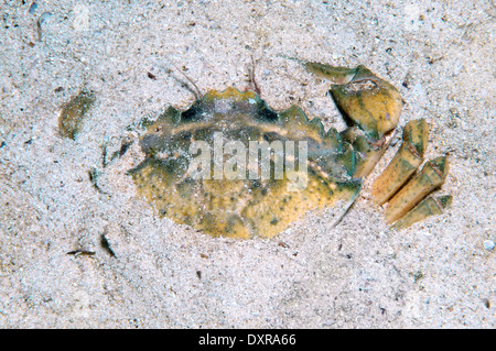 Green Crabs or littoral crab (Carcinus aestuarii), Black Sea, Crimea, Russia  Stock Photo