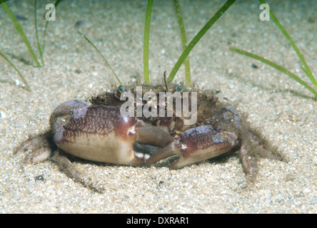 bristly crab or hairy crab (Pilumnus hirtellus) Black Sea, Crimea, Russia  Stock Photo