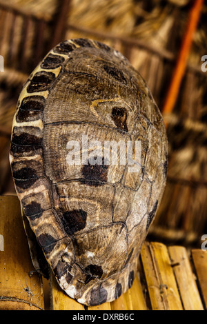 photography of turtle shell used in decoration Stock Photo - Alamy