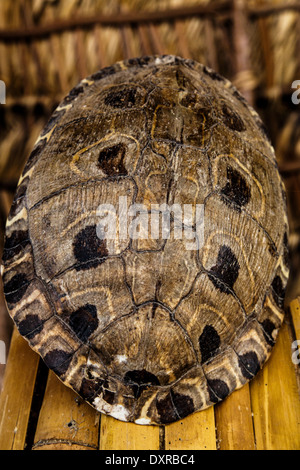 photography of turtle shell used in decoration Stock Photo - Alamy