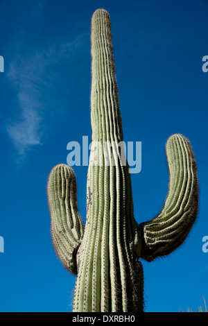 Arizona, Pima County, Tucson. Sonoran Desert, Saguaro National Park, Lorraine Lee Hidden Canyon Trail. Giant Saguaro cactus. Stock Photo