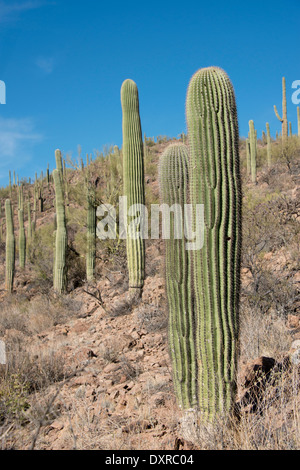 Arizona, Tucson. Sonoran Desert, Saguaro National Park, Lorraine Lee Hidden Canyon Trail. Giant Saguaro cactus. Stock Photo