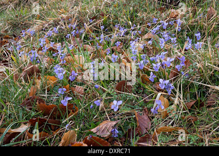 Viola reichenbachiana Early Dog-violet; Stock Photo