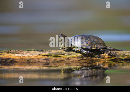 European pond turtle sitting on a trunk in a pond iPhone 11 Pro