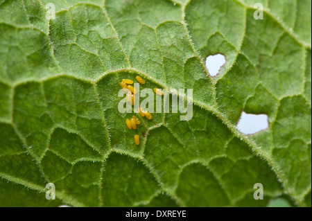 Eggs of the Green Dock Beetle, on the underside of a dock leaf. (Gastrophysa viridula) Stock Photo