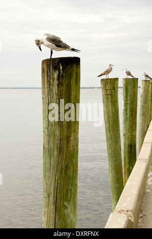 Seagulls on their designated marine pilings along the wall of Fisherman's Village near Punta Gorda, Florida Stock Photo