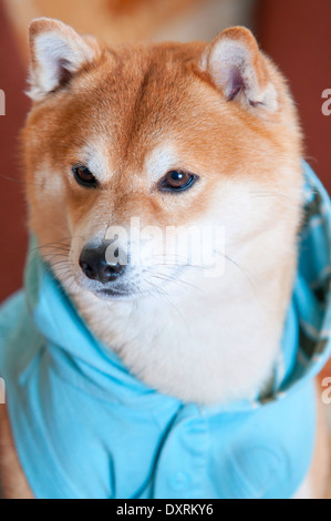 Shiba inu blue sales eyes