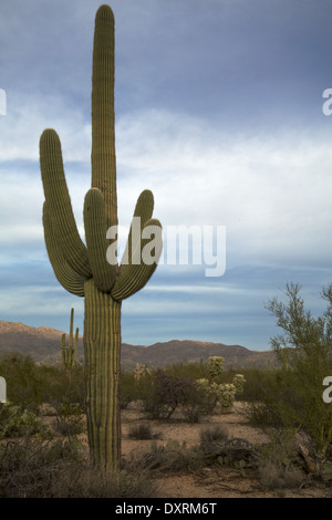 Arizona's Saguaro National Park East Stock Photo - Alamy