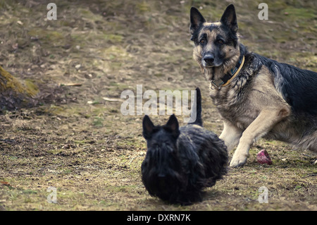 shepherd dog and scottish terrier Stock Photo