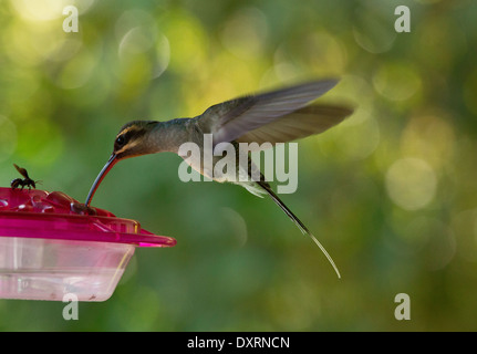 Female Green Hermit (hummingbird), Phaethornis guy guy at feeder; Trinidad. Stock Photo