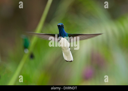 Male White-necked Jacobin, (hummingbird) Florisuga mellivora, hovering. Trinidad. Stock Photo
