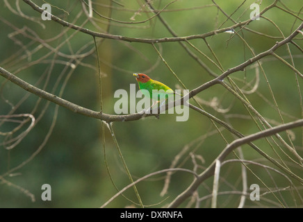 Male Bay-headed Tanager, Tangara gyrola viridissima, perched. Trinidad. Stock Photo