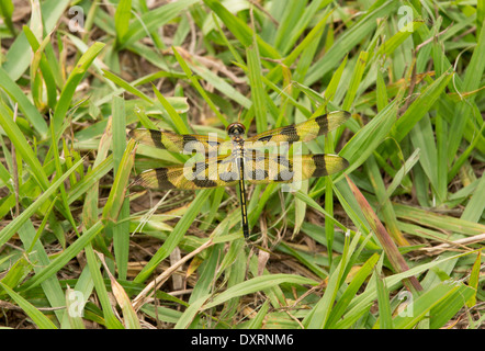 Halloween Pennant dragonfly, Celithemis eponina, settled on grass. Florida Stock Photo