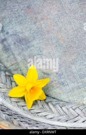 Narcissus / Daffodil flower head in a painted basket Stock Photo