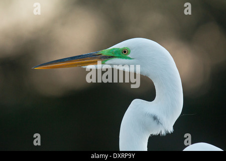 Great Egret Ardea alba egretta, (or Large Egret or Great White Heron), in the breeding season at Wakodahatchee Wetlands, Florida Stock Photo