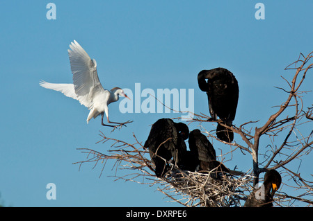 Cattle Egret Bubulcus ibis coming in to nest in the breeding season, at Wakodahatchee Wetlands, Palm Beach, Stock Photo