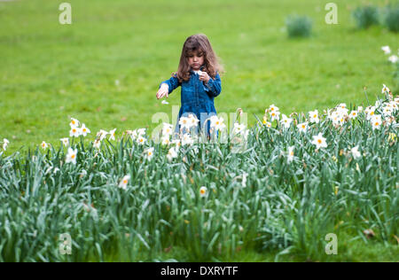 London, UK . 30th Mar, 2014. A little girl picks petals off daffodils in Green Park during the second day of warm weather in the Capital. Credit:  Pete Maclaine/Alamy Live News Stock Photo