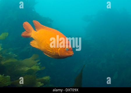 Garibaldi Fish, Hypsypops rubicundus, San Benito Island, Mexico Stock Photo