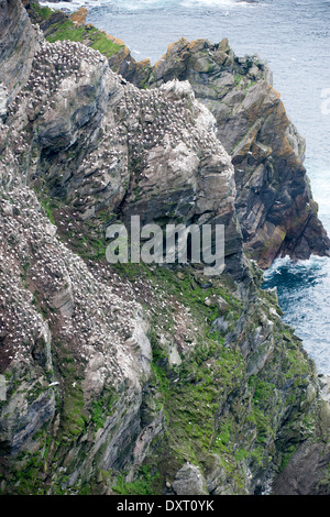 Northern Gannet (Morus bassanus), Hermaness NNR, Unst, Shetland Isles, Scotland, UK Stock Photo