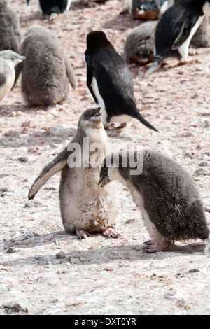 Antarctica penguin chick and adult Gentoo penguins (Pygoscelis papua) in Antarctica. Antarctic landscape. Stock Photo