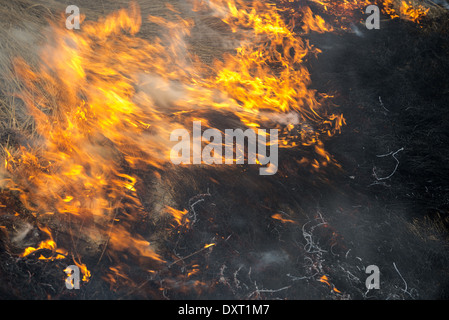 Fire. midland Europe. old grass burning in a field Stock Photo
