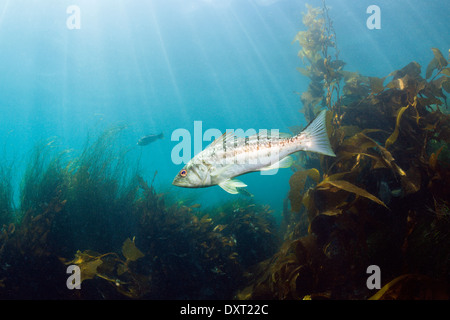 Kelp Bass, Paralabrax clathratus, Cedros Island, Mexico Stock Photo