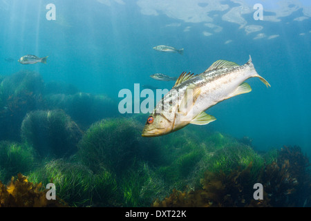 Kelp Bass, Paralabrax clathratus, Cedros Island, Mexico Stock Photo