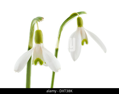 Common snowdrop isolated on a white background Stock Photo