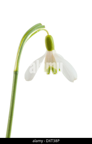 Common snowdrop isolated on a white background Stock Photo