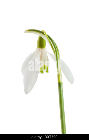 Common snowdrop isolated on a white background Stock Photo