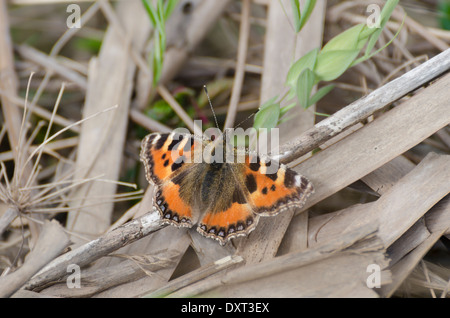 An early season Small Tortoiseshell butterfly in a Cumbrian meadow Stock Photo