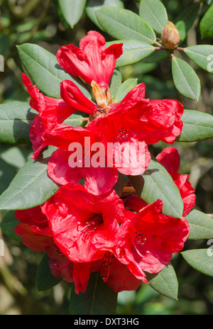 Young and tender bright red rhododendron flowers in Muncaster Castle gardens on a sunny Spring day Stock Photo