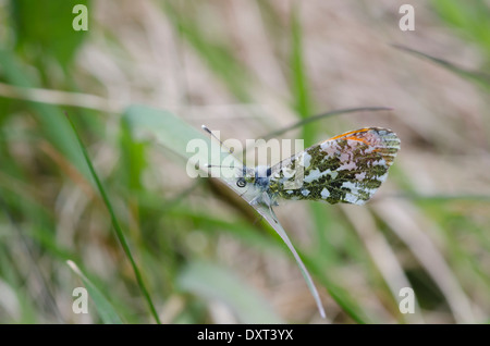 Male Orange tip butterfly on a blade of grass in a cumbrian meadow Stock Photo